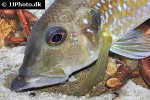 gnathochromis permaxillaris gnathochromis permaxillaris