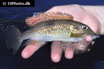 gnathochromis permaxillaris gnathochromis permaxillaris