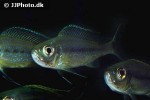 haplotaxodon microlepis haplotaxodon microlepis