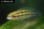 julidochromis dickfeldi julidochromis dickfeldi