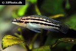 julidochromis dickfeldi julidochromis dickfeldi