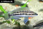 julidochromis dickfeldi julidochromis dickfeldi