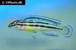 julidochromis marksmithi julidochromis marksmithi