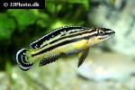 julidochromis marksmithi julidochromis marksmithi