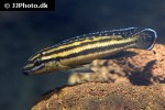 julidochromis marksmithi julidochromis marksmithi