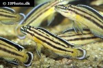 julidochromis marksmithi julidochromis marksmithi