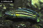 julidochromis marksmithi julidochromis marksmithi
