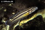 julidochromis marksmithi julidochromis marksmithi