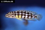 julidochromis marlieri julidochromis marlieri