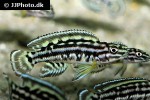 julidochromis marlieri julidochromis marlieri