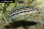 julidochromis marlieri julidochromis marlieri