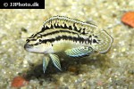 julidochromis marlieri julidochromis marlieri