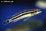 julidochromis ornatus julidochromis ornatus