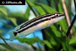 julidochromis ornatus julidochromis ornatus