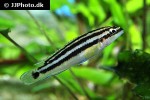 julidochromis ornatus julidochromis ornatus