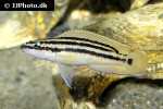 julidochromis ornatus julidochromis ornatus