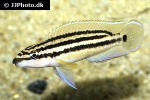 julidochromis ornatus julidochromis ornatus