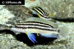 julidochromis ornatus julidochromis ornatus