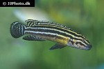julidochromis regani julidochromis regani