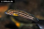 julidochromis regani julidochromis regani