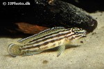 julidochromis regani julidochromis regani