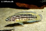 julidochromis regani julidochromis regani