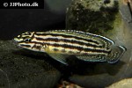 julidochromis regani julidochromis regani