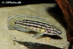 julidochromis regani julidochromis regani