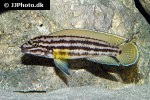 julidochromis species regani julidochromis species regani