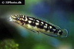julidochromis transcriptus julidochromis transcriptus