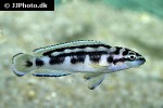 julidochromis transcriptus julidochromis transcriptus