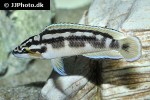 julidochromis transcriptus julidochromis transcriptus