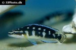 julidochromis transcriptus julidochromis transcriptus