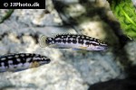 julidochromis transcriptus julidochromis transcriptus