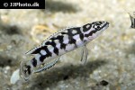 julidochromis transcriptus julidochromis transcriptus