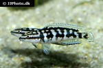 julidochromis transcriptus julidochromis transcriptus