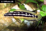 julidochromis transcriptus julidochromis transcriptus