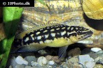 julidochromis transcriptus julidochromis transcriptus