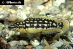 julidochromis transcriptus julidochromis transcriptus