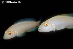 lamprologus callipterus lamprologus callipterus