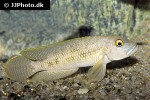 lamprologus callipterus lamprologus callipterus