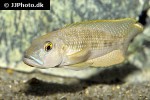 lamprologus callipterus lamprologus callipterus