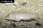 lamprologus callipterus lamprologus callipterus