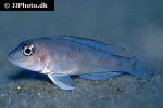 lamprologus kungweensis lamprologus kungweensis