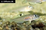 lamprologus kungweensis lamprologus kungweensis