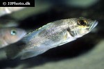 lamprologus lemairii lamprologus lemairii
