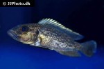 lamprologus lemairii lamprologus lemairii