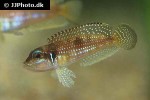 lamprologus meleagris lamprologus meleagris