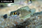 lamprologus meleagris lamprologus meleagris