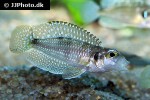 lamprologus meleagris lamprologus meleagris